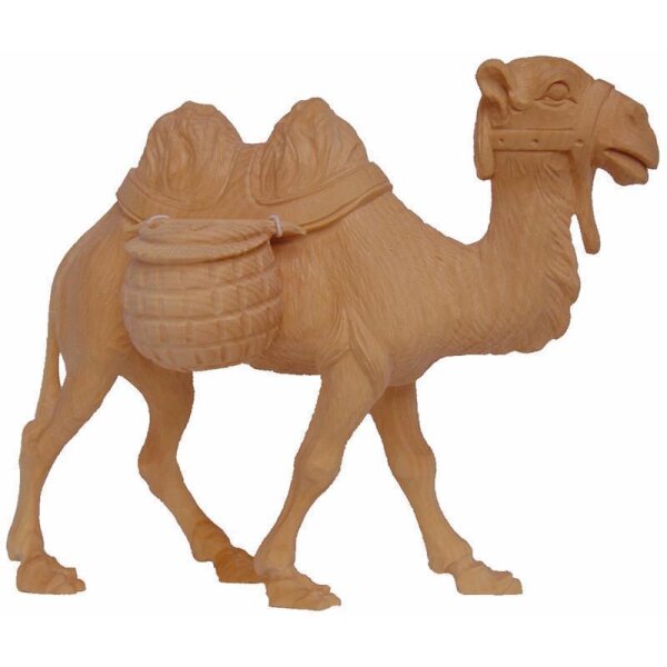 Kamel (Zirbel)