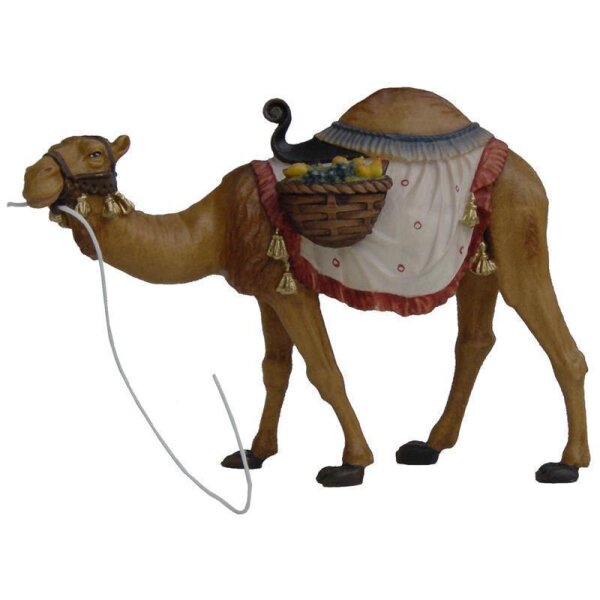 Kamel (Ahorn)