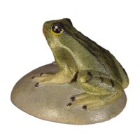 Frog on stone