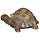 Riesenschildkröte - Color - 3 cm