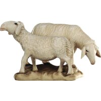 Gruppo di pecore