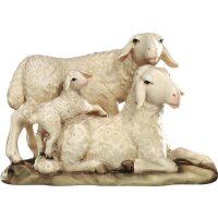 Gruppo di pecore con agnello
