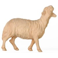 Schaf stehend Zirbel