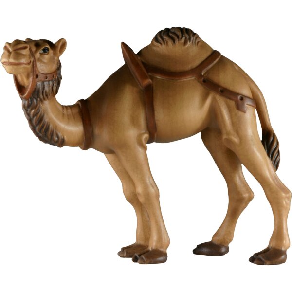 Kamel ohne Sockel