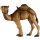 Camel without base