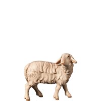 A-Schaf zurückschauend