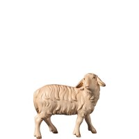 A-Sheep looking backwards