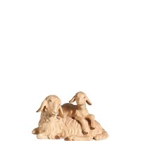 A-Schaf liegend mit Lamm am Rücken