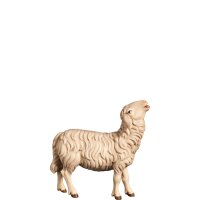 A-Schaf aufschauend