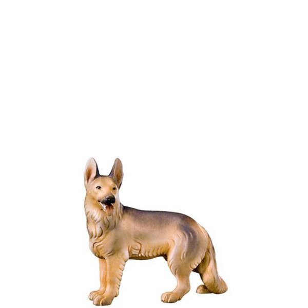 A-Shepherds dog