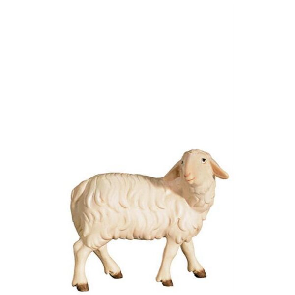 O-Schaf zurückschauend