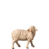 O-Schaf zurückschauend