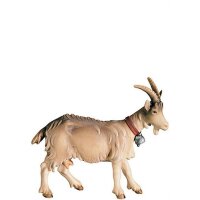 O-Goat looking