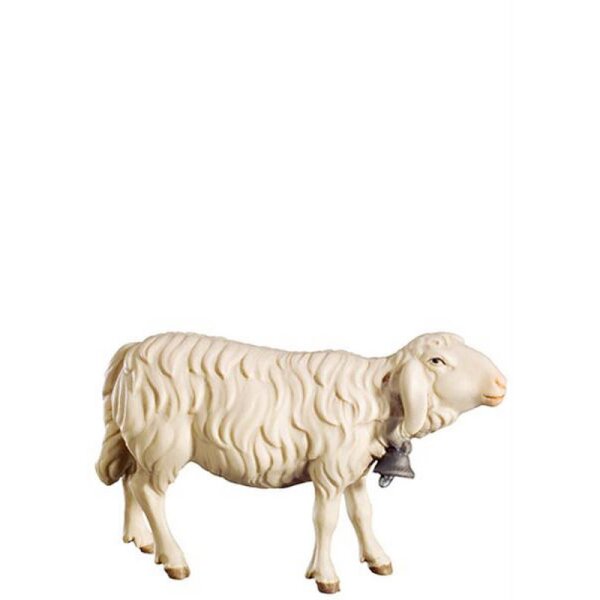 O-Sheep looking strai.