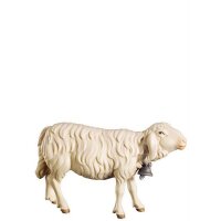 O-Schaf vorwärts schauend