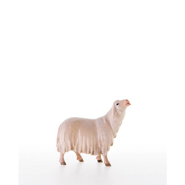 Leckendes Schaf