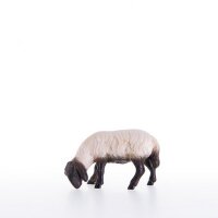 Sheep grazing with black head