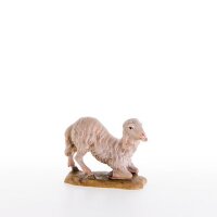 Sheep kneeling