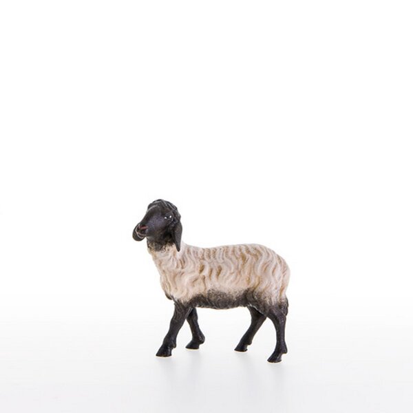 Schwarzkoepfiges Schaf stehend