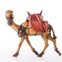 Camel without rider