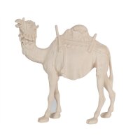 MA Camel