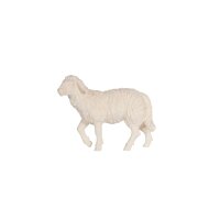 MA Sheep standing head up