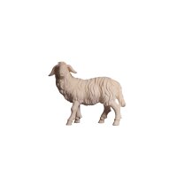 KO Sheep standing looking left