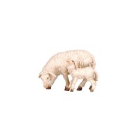 KO Sheep grazing with lamb