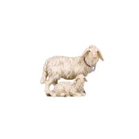 KO Gruppo pecore