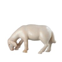 Sheep grazing - color - 6 inch