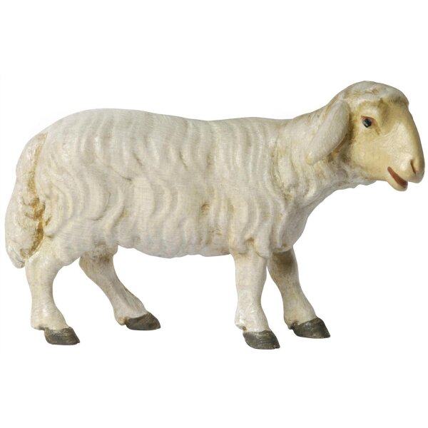 Sheep looking