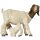 Boer goat with fawn