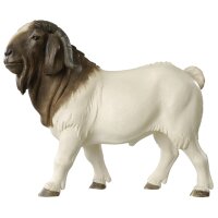 Billy Boer goat