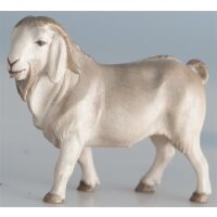 Billy Boer goat
