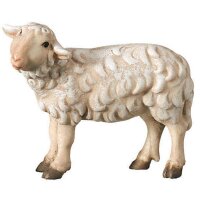 Schaf stehend linksschauend