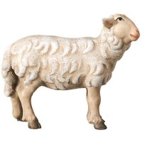Schaf stehend rechtschauend
