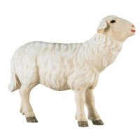 Schaf zu Fütterer - gerade