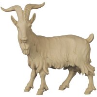 Billy goat standing