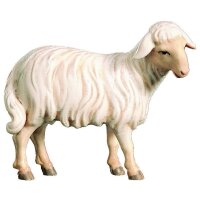 Sheep standing oriental