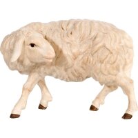 Schaf zurückschauend