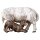 UL Pecora con agnello allattante
