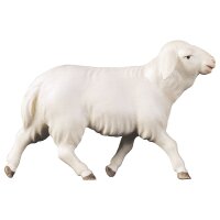 SA Running sheep