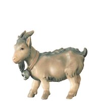 Dwarf goat