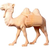 Camel T.K.