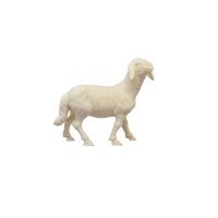 Sheep standing
