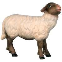 Schwarzes Schaf mit weißem Fell