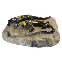 Coppia di salamandre su pietra