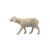 IN Sheep running