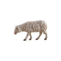IN Schaf vorwärtsschauend