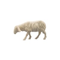 IN Schaf vorwärtsschauend